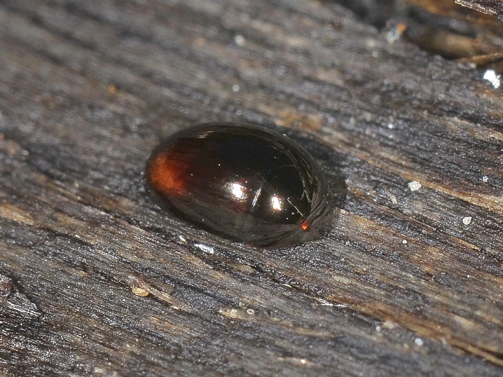 Phalacridae: Olibrus sp?   Sì,  Olibrus cfr. affinis